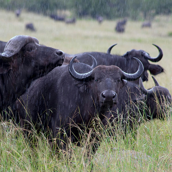 tanzania serengeti nico bets travel