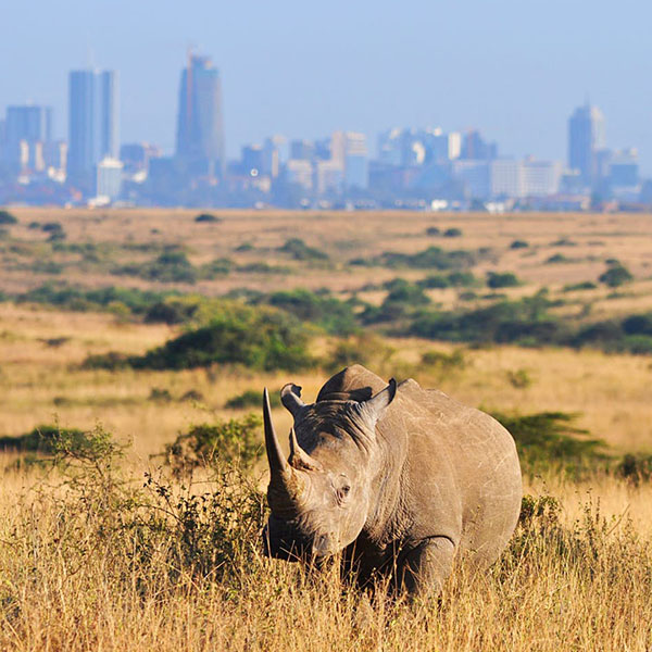 Nairobi day tour by nicobets travel