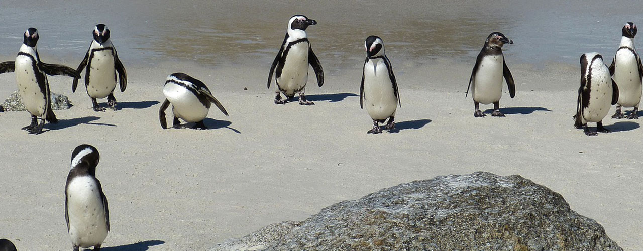 NICOBETS Travel & Tourism