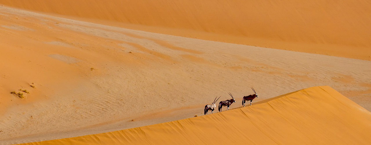 NICOBETS Travel & Tourism